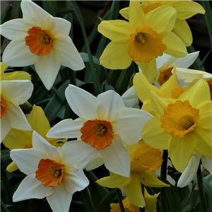 Narcissus (Daffodil) Mixed. Loose Bulbs.
